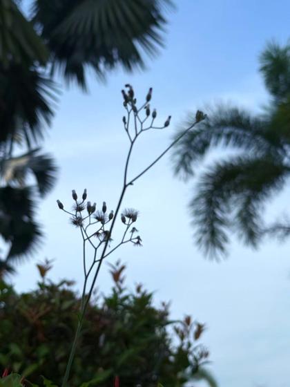 Backlit plant silhouette against blue sky