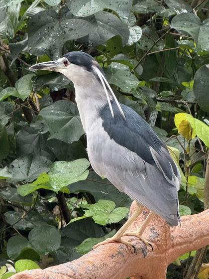 Night heron perched on a branch